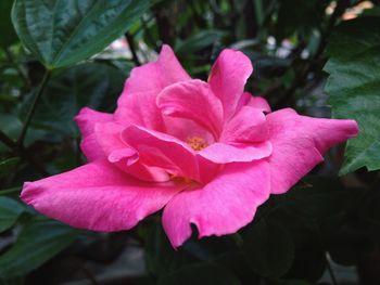 Close-up of pink flowering plant
