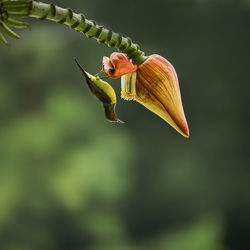 Close-up of a flower on plant