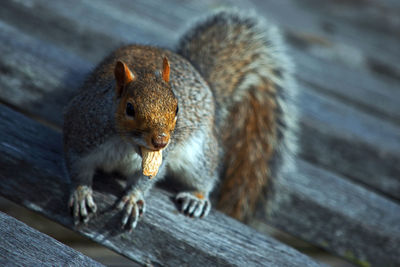 High angle view of squirrel on atlantic city boardwalk 