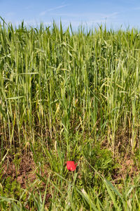 Crops growing on field