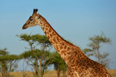 View of giraffe against sky