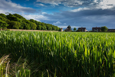 Scenic view of field against cloudy sky