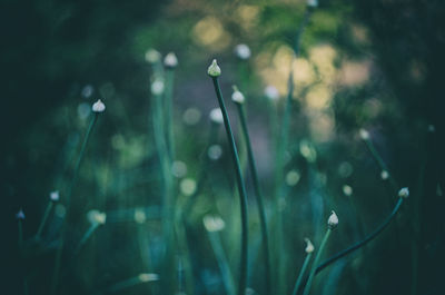 Close-up of plant against blurred background