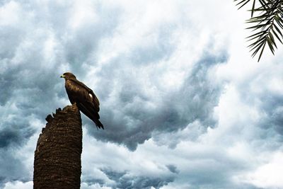 Low angle view of eagle perching on pole against sky