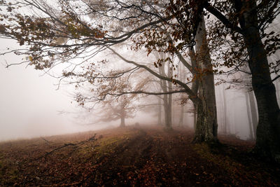 Trees on landscape against sky