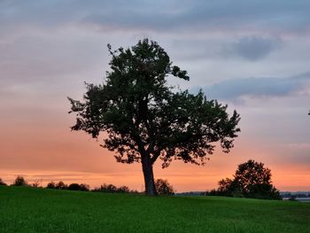 Tree on field against sky during sunset
