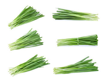 Green leaves against white background