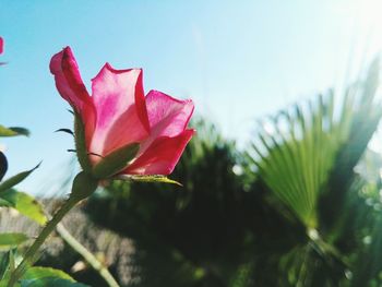 Close-up of pink flower