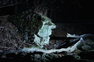 Close-up view of tree at night
