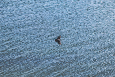 High angle view of bird flying over sea