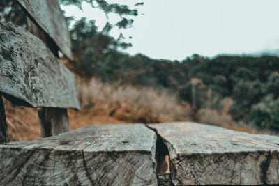Close-up of person on wooden wall by tree against sky