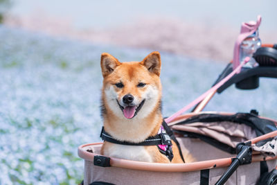 Shiba inu portrait with nemophila and sakura blossom at uminonakamichi seaside park, fukuoka, japan.