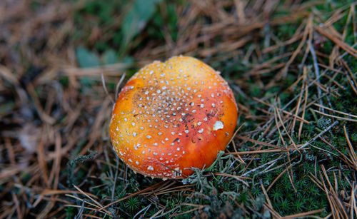 High angle view of fly agaric mushroom on field