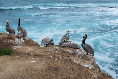 Pelicans on sea shore