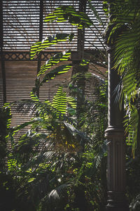 Close-up of bamboo plants in yard