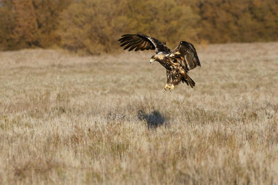 Bird flying over a field