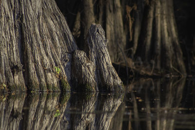 Panoramic shot of tree trunk in lake