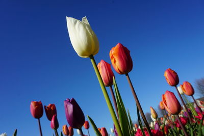 Low angle view of tulips against blue sky