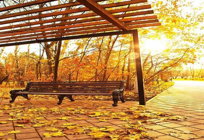 Bench by tree in park during autumn