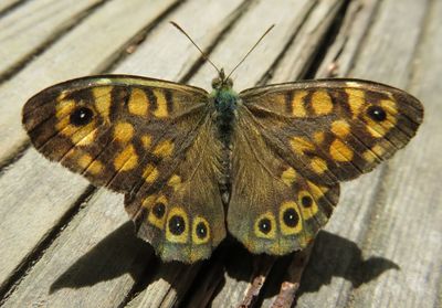 High angle view of butterfly on wood