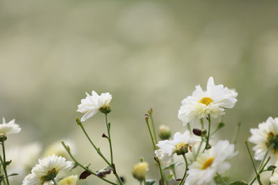 Close-up of white flowers