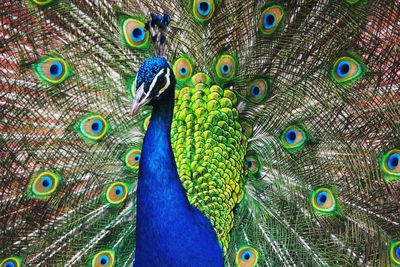 Close-up of fanned out peacock