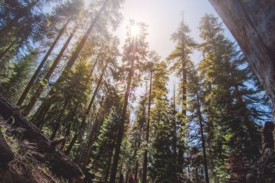 Low angle view of sunlight streaming through trees in forest