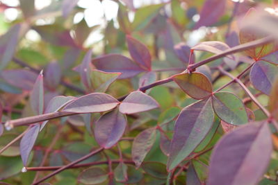 Close-up of fresh green leaves