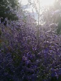 Close-up of purple flowering plants on field