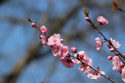 Close-up of flowers on branch