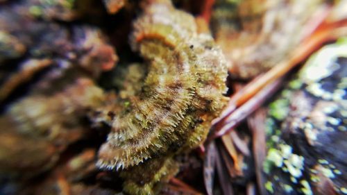 Close-up of plant against blurred background