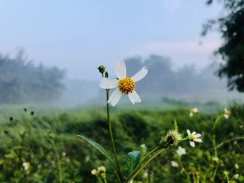 Close-up of chamomile plant on field