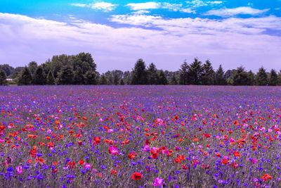 Pink flowering plants on field against sky