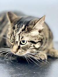 Close-up of a cat looking away