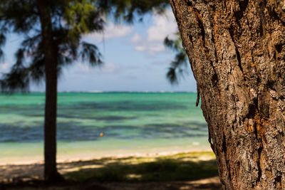 Scenic view of tree trunk against sky