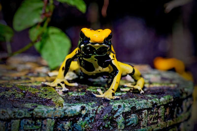 Close-up of frog on rock