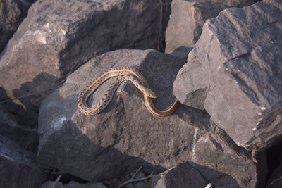 High angle view of lizard on rock