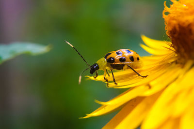 Close-up of insect on yellow flower