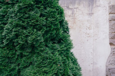 Closeup fresh green branches of thuja trees in front of wall