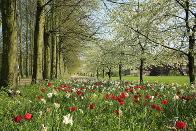 Red tulips in park