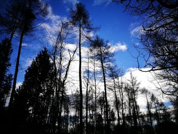 Low angle view of trees against sky