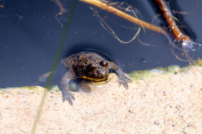 Close-up of turtle in sea