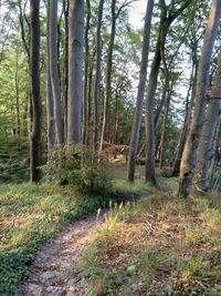 Pine trees in forest