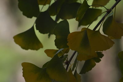 Close-up of flower tree against sky