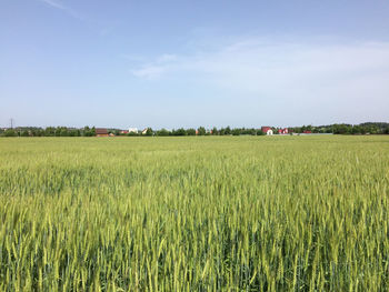 Scenic view of agricultural field against sky