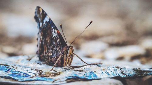 Close-up of butterfly