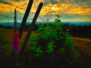 Scenic view of grassy field against sky during sunset