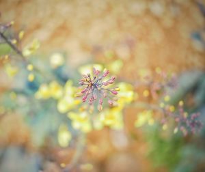 Close-up of cherry blossom