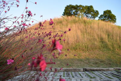 Pink flowering trees on field against sky