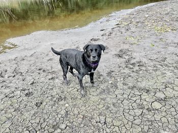 Black dog running in water